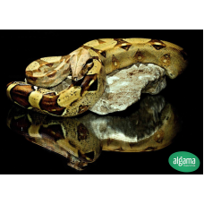 Boa constrictor de cola roja 